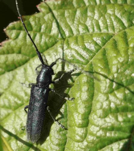 Réf. 198 731 : Agapanthia intermedia